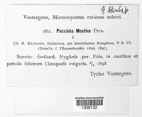 Puccinia menthae image